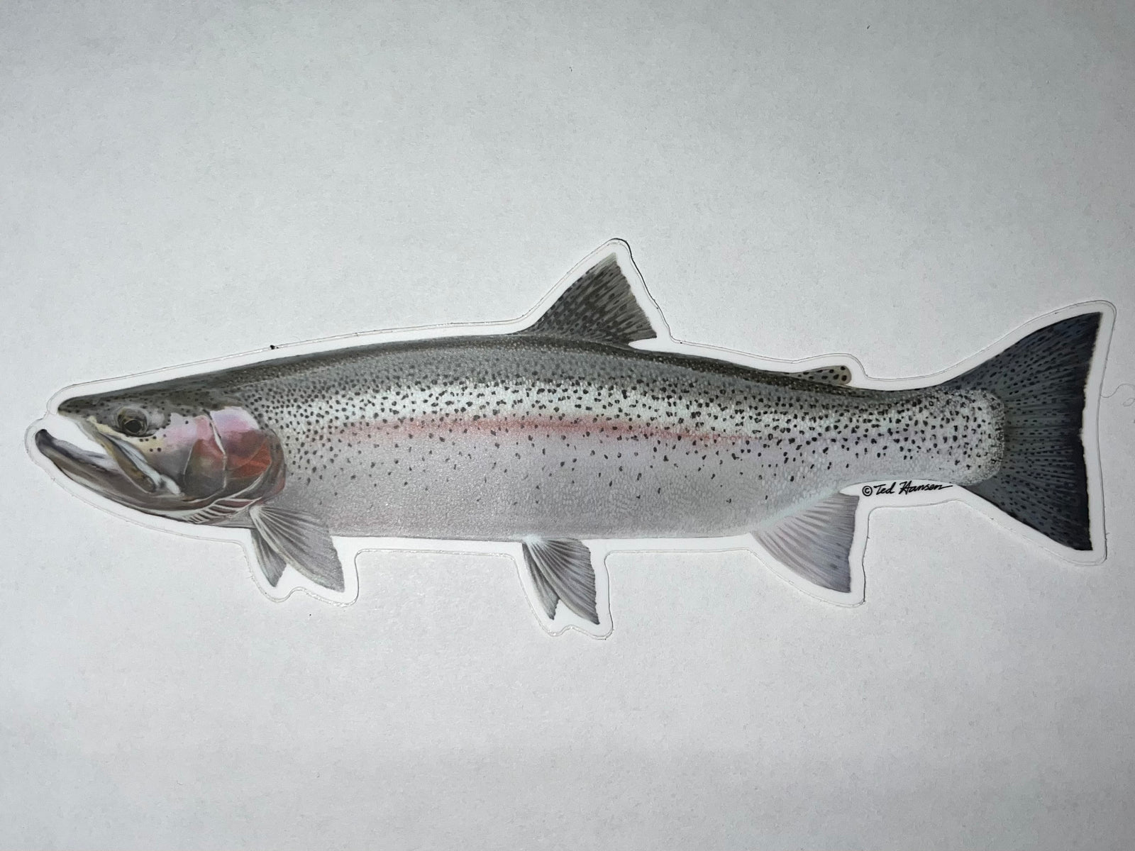 Rainbow Trout Ted Hansen