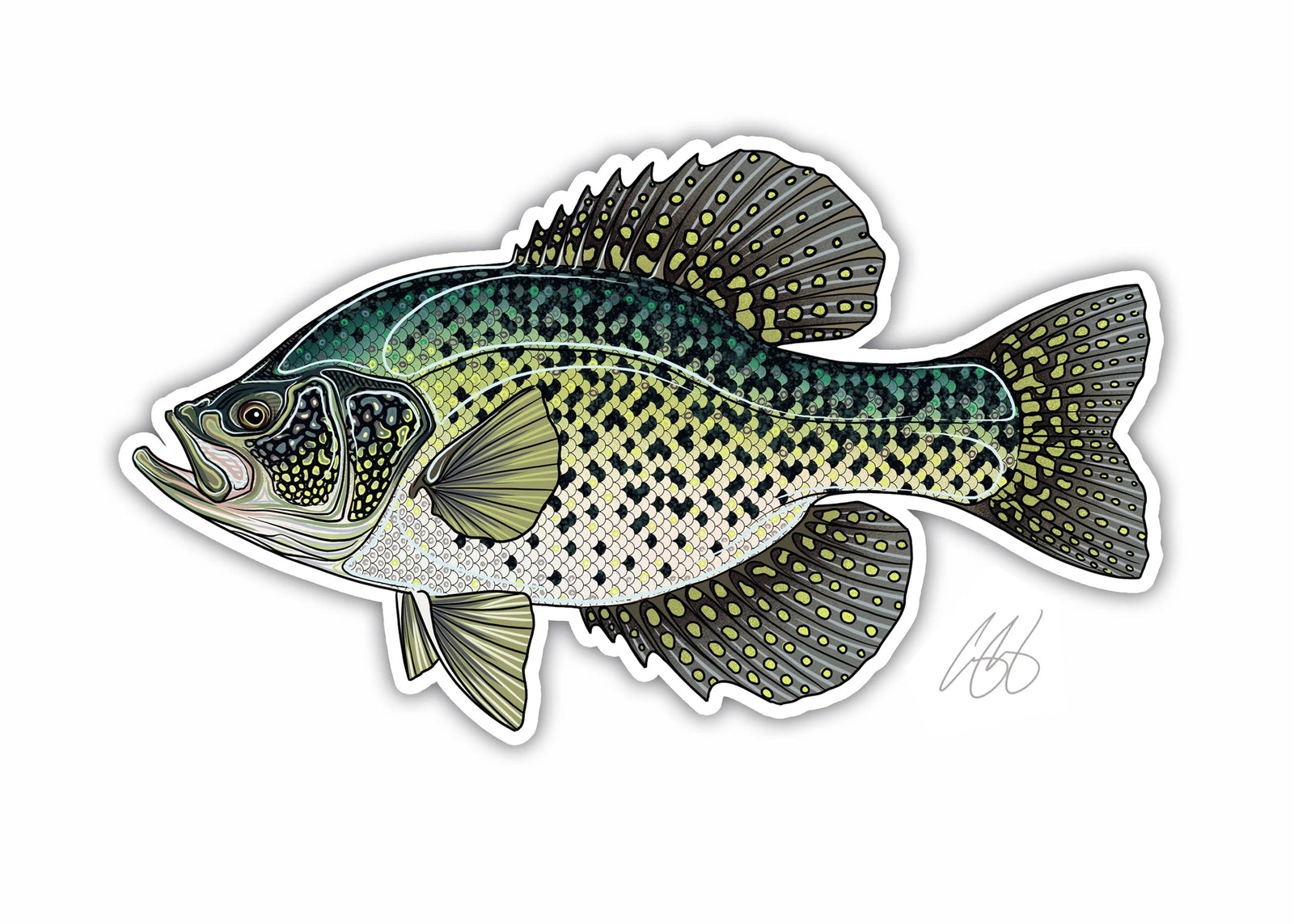 Black Crappie Decal
