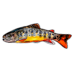 Small Stream Brook Trout