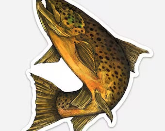 Brown Trout Jake Keeler