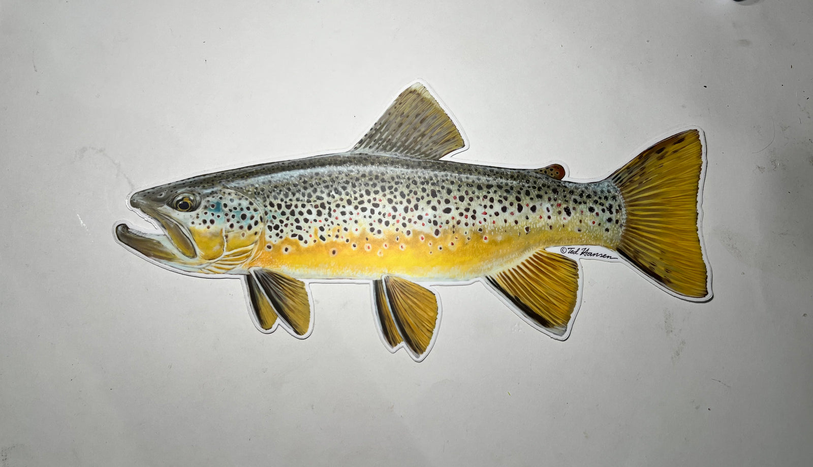 Brown Trout Ted Hansen